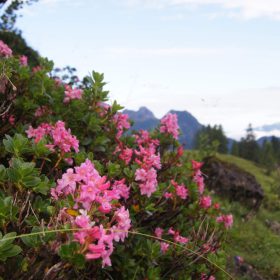Bunte, blühende Alpenrosen mit Berglandschaft im Hintergrund, ideal für Erholung in der Natur.