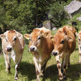 Vier Braunvieh-Kühe laufen durch die grüne Almwiese in den Alpen.